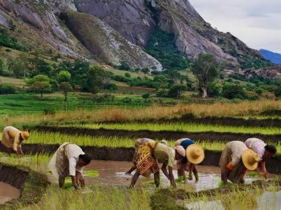 Terraced green and golden rice fields in Madagascar with highland farmers working