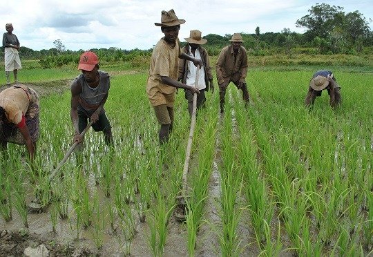 Farmers weeding wet rice paddy fields in Madagascar