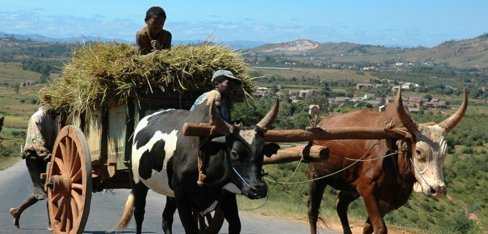 Zebu cart pulling rice harvest straw in rural Madagascar